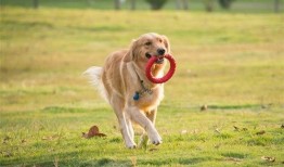 冬季宠物爆料视频,宠物们的冬季日常揭秘